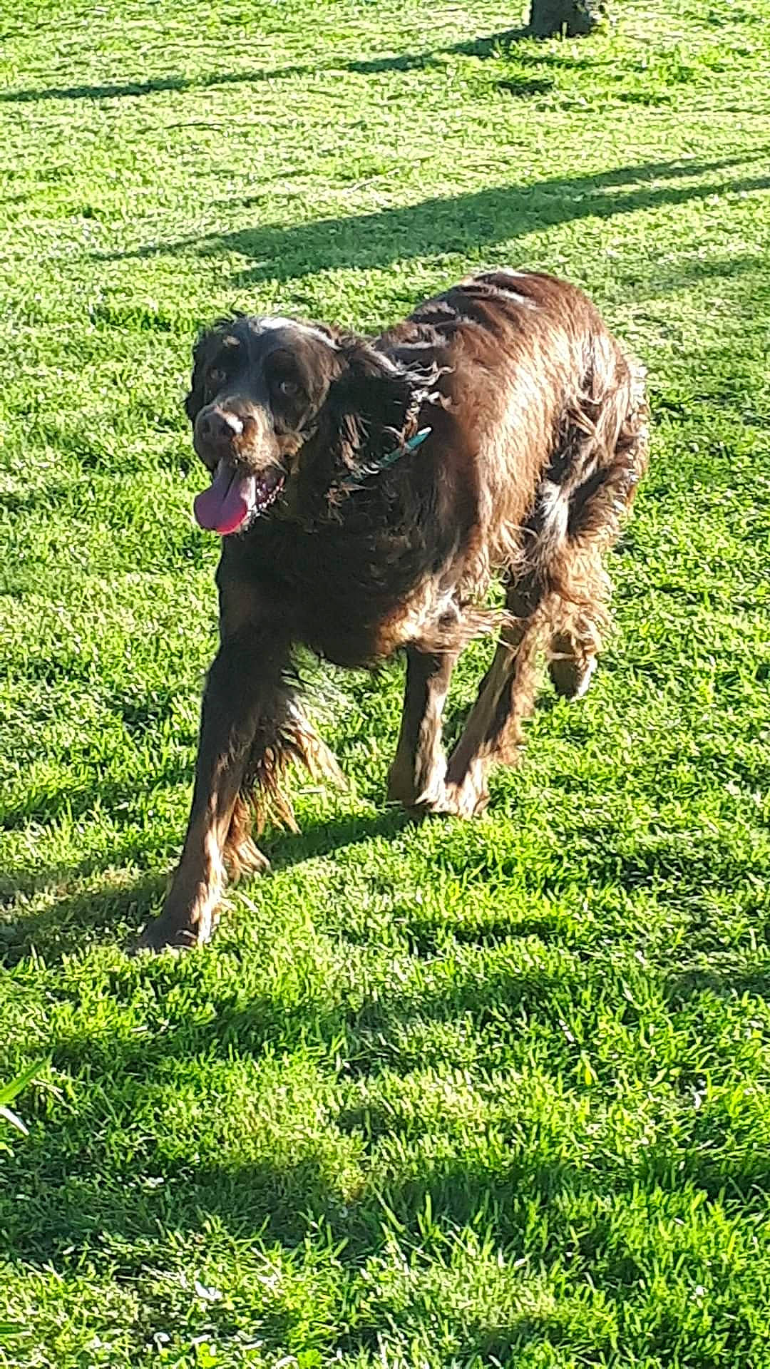 Margo a rejoint le concours — aidez-le/la à gagner de superbes lots ! canidae, carnivore, companion_dog, dog, dog_breed, field, grass, grassland, gun_dog, hunting_dog, liver, pasture, people_in_nature, plant, spaniel, sporting_group, tail, terrestrial_animal, working_animal, working_dog