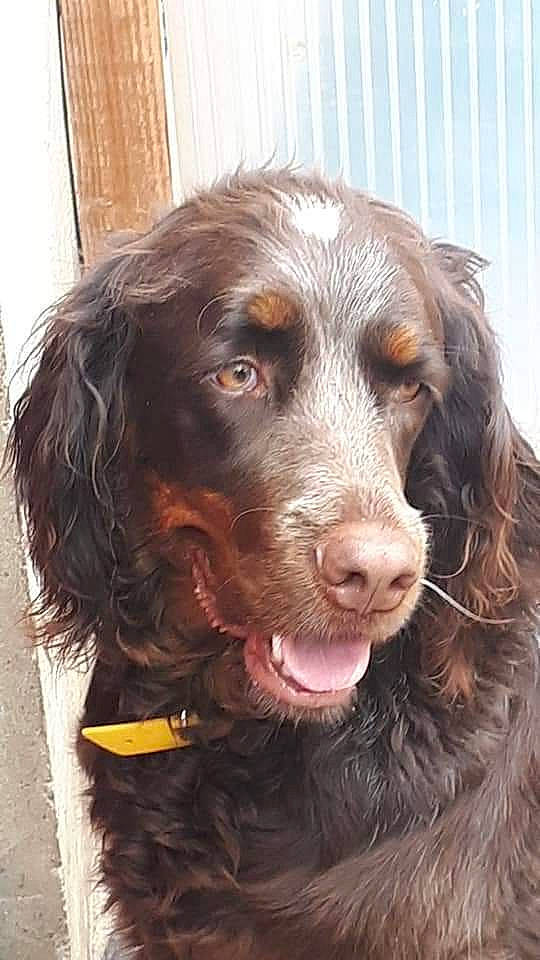 Margo participe au concours pour gagner de l'argent avec cette photo : boykin_spaniel, canidae, carnivore, cocker_spaniel, companion_dog, dog, dog_breed, fur, gun_dog, hunting_dog, liver, pont_audemer_spaniel, retriever, spaniel, sporting_group, water_dog, whiskers, working_dog