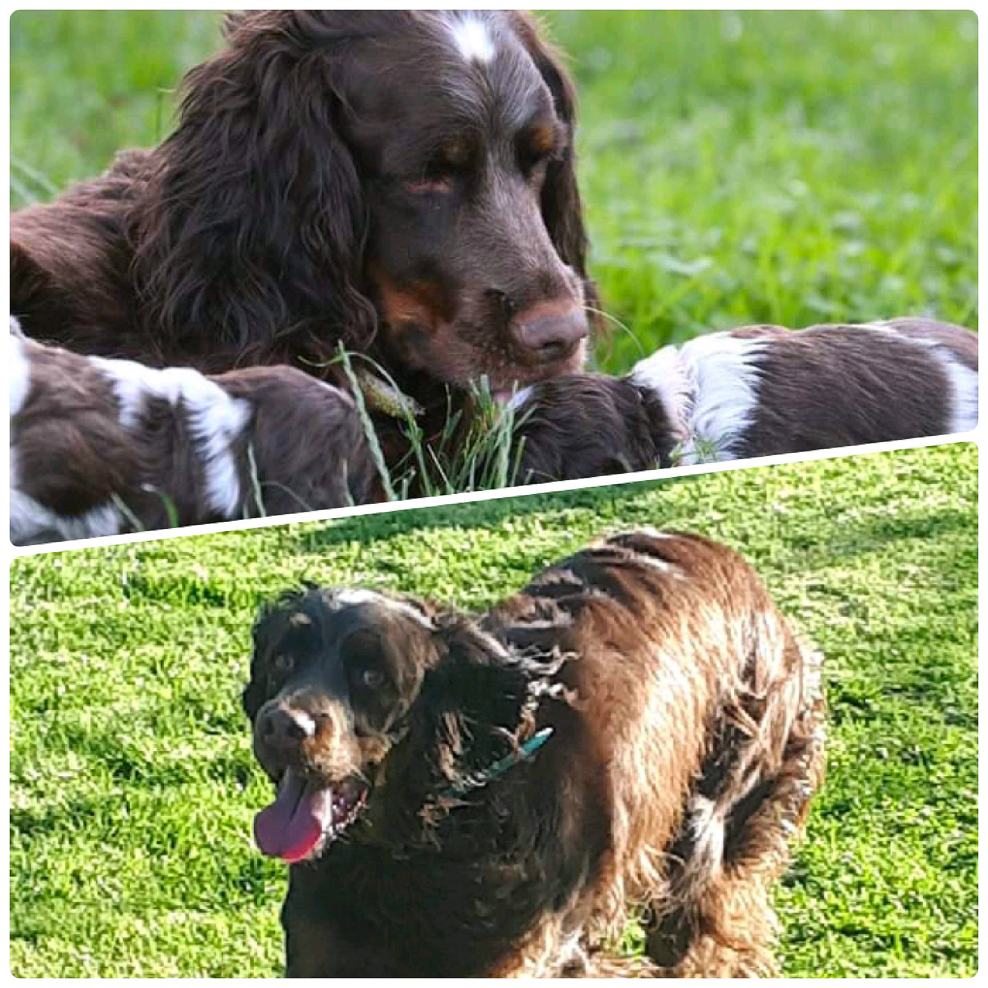 Margo a rejoint le concours — aidez-le/la à gagner de superbes lots ! canidae, carnivore, companion_dog, dog, dog_breed, grass, grassland, green, gun_dog, liver, mammal, natural_landscape, nature, rectangle, snout, spaniel, sporting_group, terrestrial_animal, vertebrate, working_animal