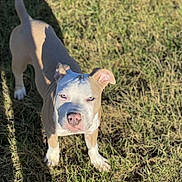 Ice participe au concours pour gagner de l'argent avec cette photo : animal, ball, boxer, bulldog, canine, dog, field, football, grass, grassland, nature, pet, pitbull, plant, puppy, snout, soccer, soccerball, sport, whitedog