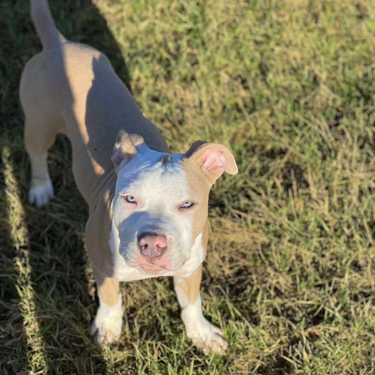 Ice participe au concours pour gagner de l'argent avec cette photo : animal, ball, boxer, bulldog, canine, dog, field, football, grass, grassland, nature, pet, pitbull, plant, puppy, snout, soccer, soccerball, sport, whitedog