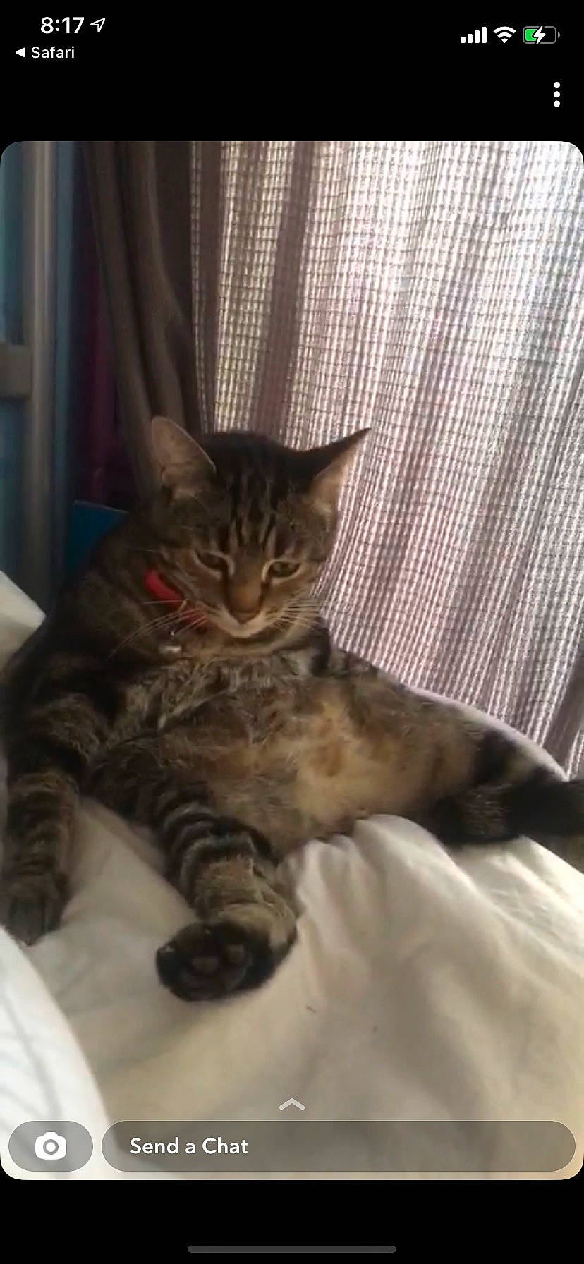 Ace a rejoint le concours — aidez-le/la à gagner de superbes lots ! bed, carnivore, cat, claw, comfort, curtain, domestic_short_haired_cat, fawn, felidae, fur, linens, paw, plaid, sitting, small_to_medium_sized_cats, snout, tail, tartan, terrestrial_animal, whiskers