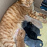cat, kitten, newborn, ginger_cat, sleeping, mother_cat, cardboard_box, towel, animal, pet, cute, feline, mammal, domestic_animal, resting, young, nest, fur, cozy, family