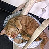 cat, ginger_cat, sleeping, cat_tree, hammock, pet, feline, indoor, cozy, relaxed, fur, animal, cute, resting, home, comfort, paws, whiskers, tail, soft