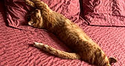 Chanel participe au concours pour gagner de l'argent avec cette photo : cat, ginger_cat, bed, pillow, indoor, sleeping, stretching, feline, pet, cozy, fur, relaxed, resting, home, textured_bedspread, pink, domestic_animal, animal, comfortable, sleep