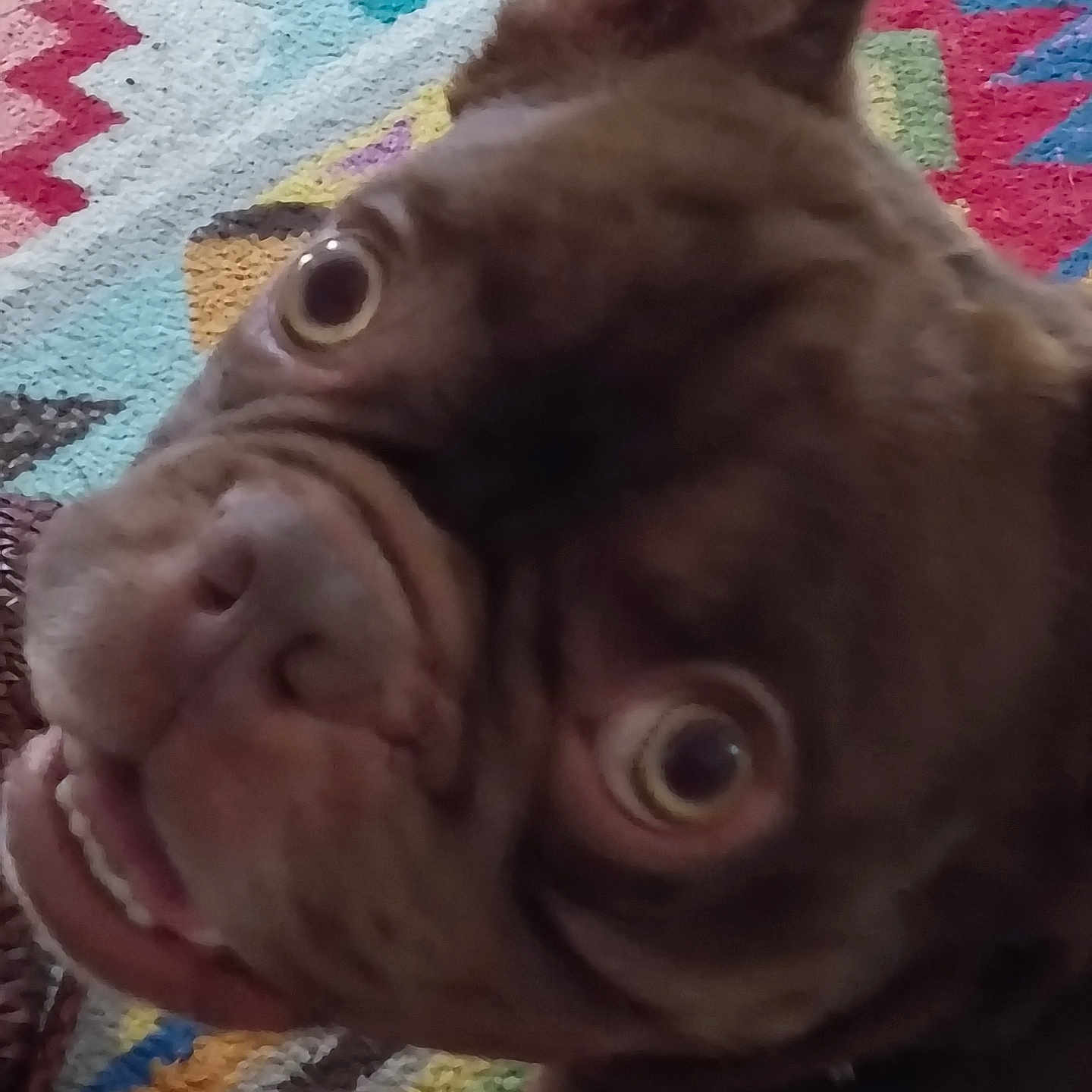 Buddyboy joined the competition — help win amazing prizes! dog, close_up, wide_eyes, expression, brown_fur, mouth_open, teeth, ear, pet, animal, indoor, colorful_background, pattern, fabric, texture, portrait, funny, cute, face, canine