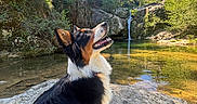 Ruby participe au concours pour gagner de l'argent avec cette photo : animal, blue_sky, canine, daytime, dog, forest, happy, landscape, mammal, nature, outdoor, park, pond, rock, scenic, sunlight, trees, water, waterfall, wildlife