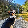 animal, blue_sky, canine, daytime, dog, forest, happy, landscape, mammal, nature, outdoor, park, pond, rock, scenic, sunlight, trees, water, waterfall, wildlife