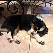 Ruby participe au concours pour gagner de l'argent avec cette photo : animal, black_fur, brown_fur, cozy, cute, dog, floor, fur, indoor, paw, peaceful, pet, puppy, resting, sleeping, small, table, tile_floor, white_fur, wrought_iron