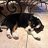 animal, black_fur, brown_fur, cozy, cute, dog, floor, fur, indoor, paw, peaceful, pet, puppy, resting, sleeping, small, table, tile_floor, white_fur, wrought_iron