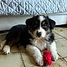 Ruby a rejoint le concours — aidez-le/la à gagner de superbes lots ! adorable, animal, black, brown, cute, dog, floor, fur, indoor, looking, pet, playful, puppy, quilted_bed, resting, small, tile, toy, white, young