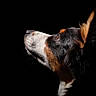 Ruby a rejoint le concours — aidez-le/la à gagner de superbes lots ! alert, animal, black_background, canine, close_up, dark, dog, domestic_animal, ears, fur, looking_up, muzzle, pet, portrait, profile, quiet, side_view, studio_lighting, tri_color, whiskers