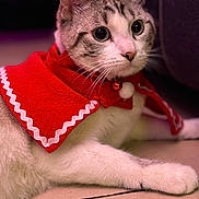 Choupette participe au concours pour gagner de l'argent avec cette photo : cat, pet, animal, feline, costume, red_cape, indoor, floor, whiskers, ears, wide_eyes, curious, closeup, portrait, domestic_animal, cute, fur, pink_nose, tile_floor, bell_collar
