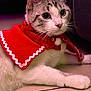 cat, pet, animal, feline, costume, red_cape, indoor, floor, whiskers, ears, wide_eyes, curious, closeup, portrait, domestic_animal, cute, fur, pink_nose, tile_floor, bell_collar