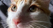 Astro is registered to the contest to win money with this photo: cat, close_up, whiskers, fur, nose, ears, eyes, pet, animal, indoor, curious, feline, soft, white, orange, portrait, cute, domestic_cat, closeup, mammal