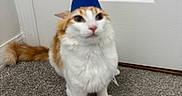 Astro joined the competition — help win amazing prizes! animal, carpet, cat, celebration, curious, cute, domestic_cat, feline, fluffy, funny, hat, indoor, looking, orange_and_white, party_hat, paw, pet, portrait, sitting, white_door