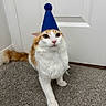 Astro joined the competition — help win amazing prizes! cat, orange_and_white, party_hat, carpet, indoor, pet, feline, curious, white_door, animal, fluffy, cute, sitting, looking, paw, domestic_cat, hat, celebration, funny, portrait