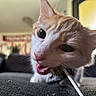 Astro joined the competition — help win amazing prizes! cat, orange_cat, white_cat, close_up, indoor, pet, chewing, string, ears, wide_eyes, feline, focused, couch, home, window, blurred_background, whiskers, nose, mouth, fur