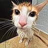 cat, wet, curious, closeup, pink_nose, floor, tile, whiskers, ears, fur, indoor, pet, animal, wide_eyes, bath_time, dripping, small, cute, feline, texture