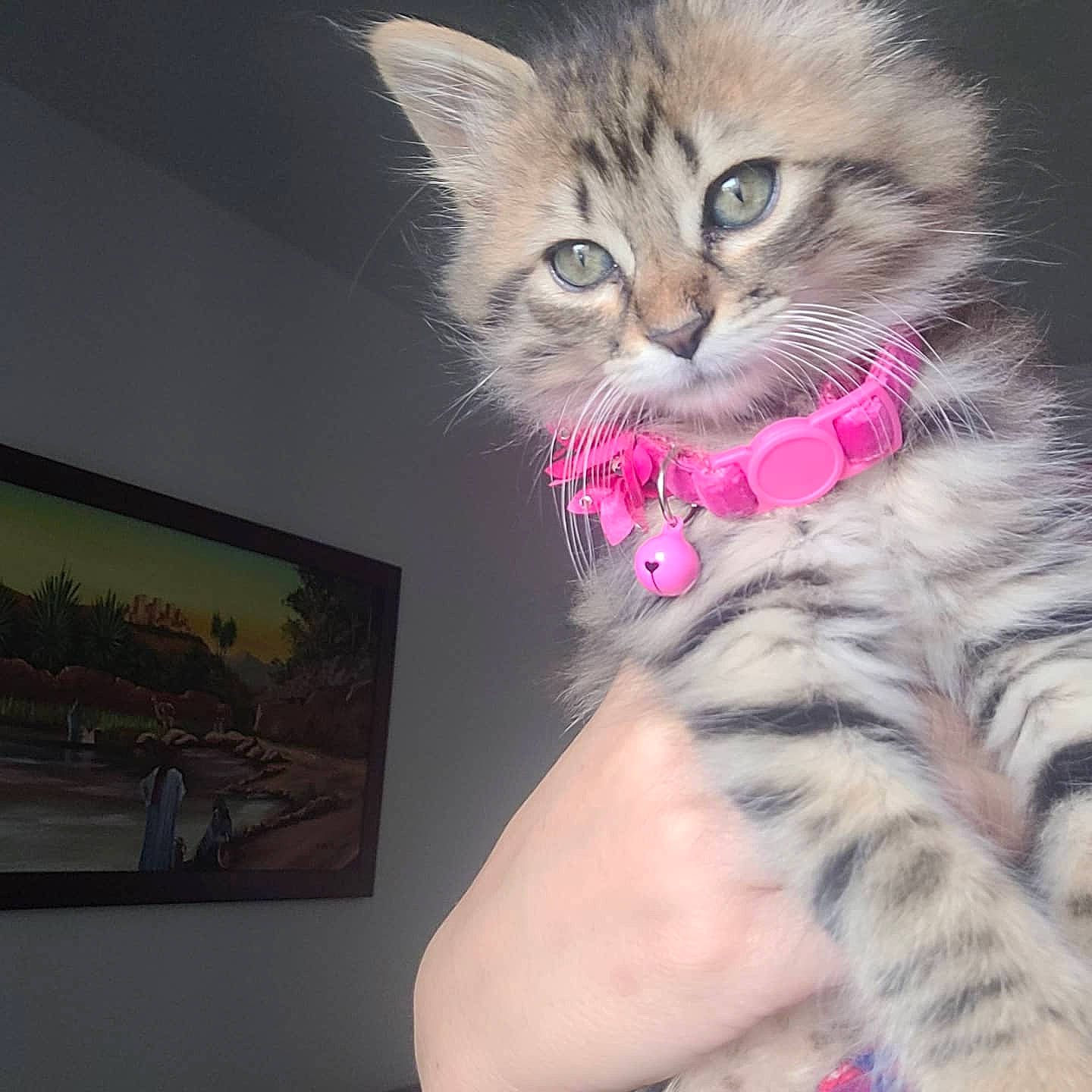 Kookie participe au concours pour gagner de l'argent avec cette photo : carnivore, cat, claw, domestic_short_haired_cat, ear, felidae, fur, lap, paw, photo_caption, picture_frame, small_to_medium_sized_cats, snout, tail, thigh, visual_arts, whiskers