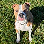 attentive, close_up, collar, daylight, dog, ears, field, grass, looking_up, nose, outdoor, paws, pet, portrait, shadow, short_haired, sitting, sunlight, tan_and_white, white_markings
