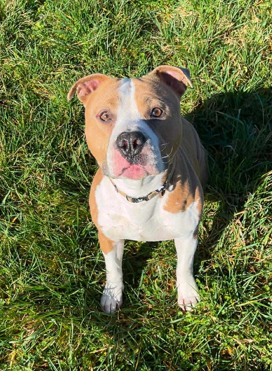 Ulk a rejoint le concours — aidez-le/la à gagner de superbes lots ! dog, grass, outdoor, pet, sitting, looking_up, short_haired, white_markings, collar, nose, ears, paws, daylight, sunlight, close_up, portrait, attentive, tan_and_white, field, shadow