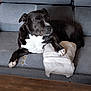 black_and_white, canine, comfortable, companion, couch, dog, domestic_animal, furniture, home, indoor, living_room, paw, pet, pillow, relaxed, remote_control, resting, seat, wear_and_tear, wooden_table