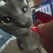 Apollo joined the competition — help win amazing prizes! cat, kitten, gray_fur, white_fur, closeup, face, eyes, nose, whiskers, ears, pet, animal, indoors, room, human_arm, red_fabric, curious, standing, blurry, low_light