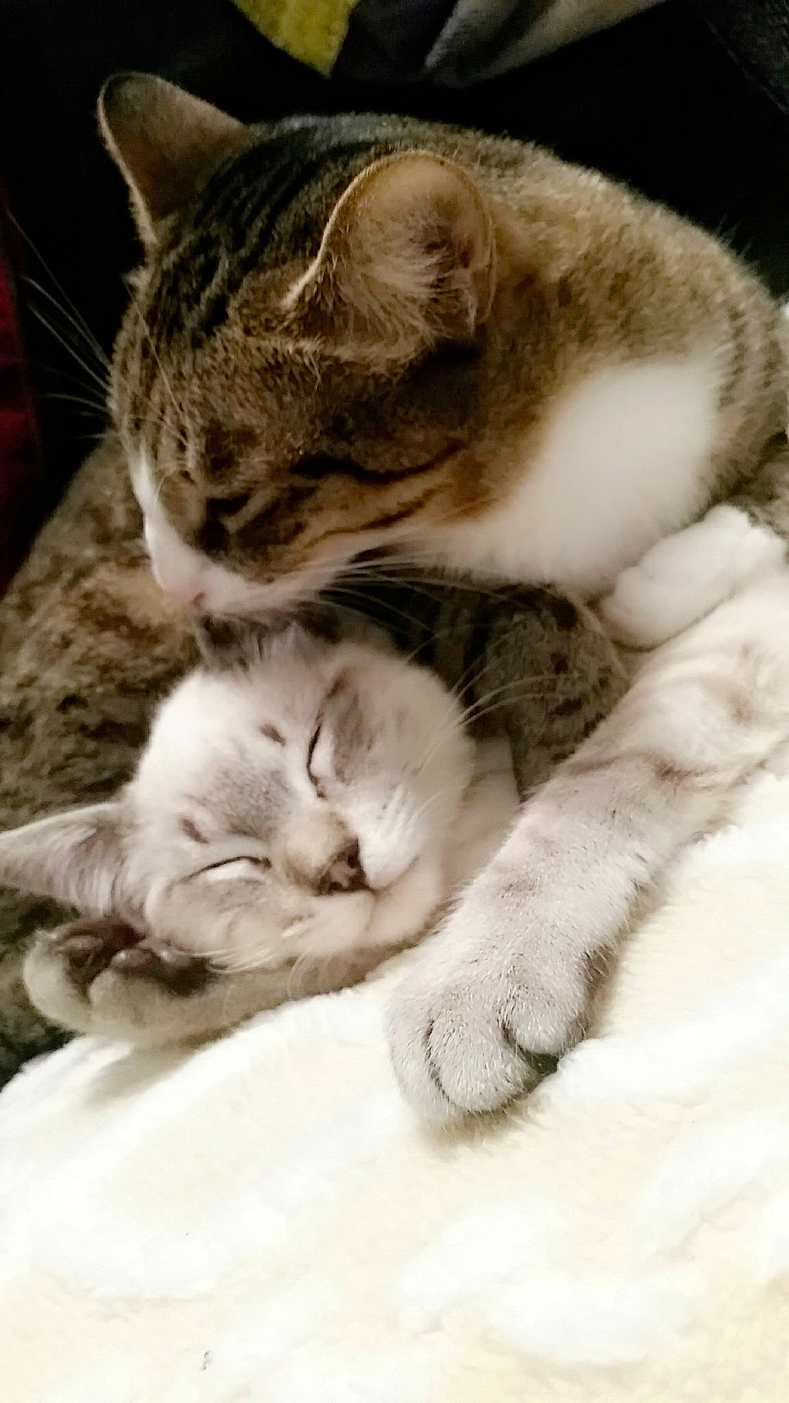 Beuzz participe au concours pour gagner de l'argent avec cette photo : aegean_cat, american_wirehair, asian, carnivore, cat, domestic_short_haired_cat, european_shorthair, felidae, fur, hug, kitten, mammal, nap, paw, polydactyl_cat, sleep, small_to_medium_sized_cats, snout, tabby_cat, whiskers