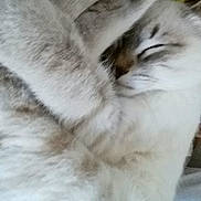 Beuzz participe au concours pour gagner de l'argent avec cette photo : british_longhair, carnivore, cat, claw, ear, fawn, felidae, fur, kitten, paw, polydactyl_cat, ragdoll, small_to_medium_sized_cats, tail, textile, whiskers