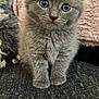 Delilah joined the competition — help win amazing prizes! kitten, gray_cat, furry, pet, cute, animal, small, indoor, sitting, curious, soft, fuzzy, young, domestic_cat, whiskers, ears, closeup, portrait, feline, adorable