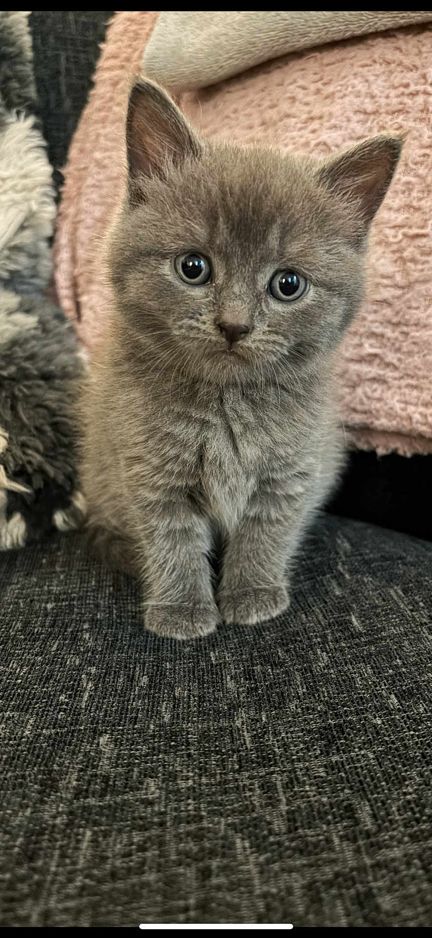 Delilah joined the competition — help win amazing prizes! kitten, gray_cat, furry, pet, cute, animal, small, indoor, sitting, curious, soft, fuzzy, young, domestic_cat, whiskers, ears, closeup, portrait, feline, adorable