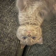 Delilah is registered to the contest to win money with this photo: cat, fluffy, upside_down, gray_couch, pet, indoor, feline, curious, wide_eyes, whiskers, soft_fur, relaxed, cute, animal, domestic_cat, texture, cozy, close_up, playful, resting