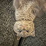 cat, fluffy, upside_down, gray_couch, pet, indoor, feline, curious, wide_eyes, whiskers, soft_fur, relaxed, cute, animal, domestic_cat, texture, cozy, close_up, playful, resting