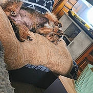 Mia participe au concours pour gagner de l'argent avec cette photo : dog, small_dog, brown_dog, scruffy_dog, dog_belly, dog_paws, upside_down, lying_down, sleeping, relaxed, pet, fur, fluffy, couch, blanket, living_room, indoor, home, furniture, cozy