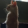 Bounty a rejoint le concours — aidez-le/la à gagner de superbes lots ! animal, backlit, calm, cat, chair, cute, domestic, ears, fluffy, furniture, indoor, pet, profile, quiet, shadow, silhouette, sitting, soft_light, whiskers, window