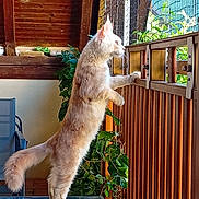 Bounty participe au concours pour gagner de l'argent avec cette photo : balcony, cat, curious, domestic_cat, ears, feline, fur, glass_table, indoor, light, netting, pet, plant, railing, side_view, standing, tail, whiskers, window, wood