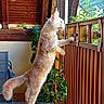 balcony, cat, curious, domestic_cat, ears, feline, fur, glass_table, indoor, light, netting, pet, plant, railing, side_view, standing, tail, whiskers, window, wood