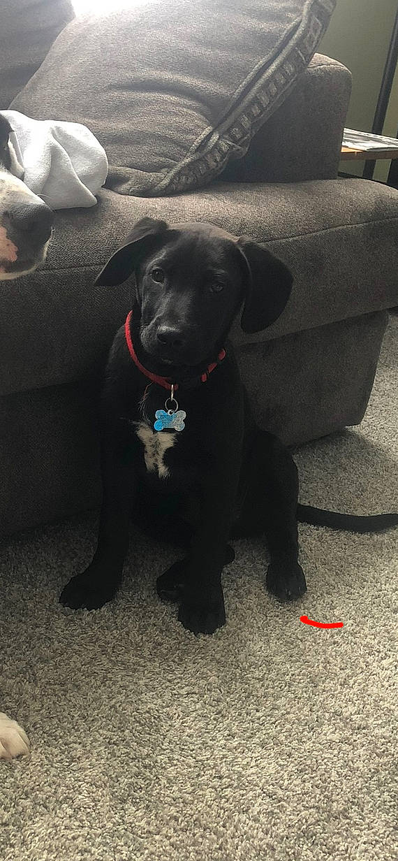 Boone joined the competition — help win amazing prizes! borador, canidae, carnivore, collar, companion_dog, dog, dog_breed, dog_collar, electric_blue, fur, gun_dog, hunting_dog, liver, snout, sporting_group, working_animal