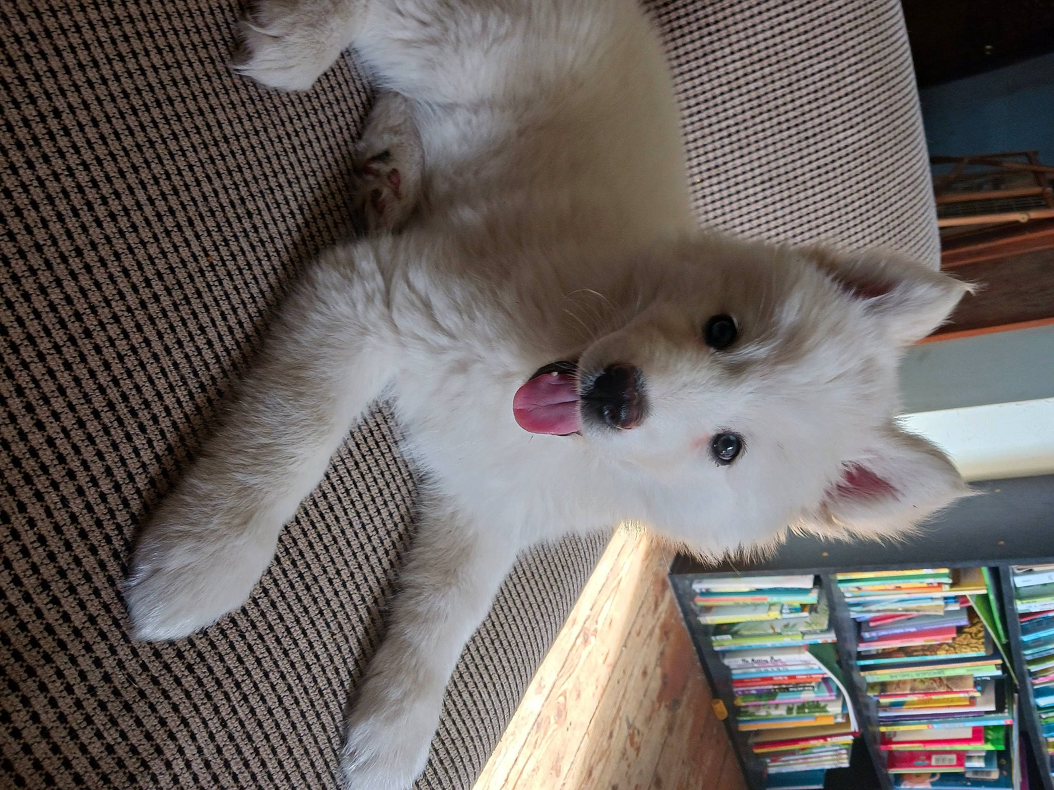 Roxy joined the competition — help win amazing prizes! balinese, bookcase, canidae, carnivore, cat, claw, companion_dog, domestic_short_haired_cat, fawn, felidae, fur, paw, publication, shelf, shelving, small_to_medium_sized_cats, snout, tail, thai, whiskers