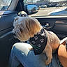 Lulu joined the competition — help win amazing prizes! bandana, car, car_interior, cute, dog, fluffy, long_hair, outdoor, passenger_seat, paw_prints, pet, road, side_mirror, small_dog, sunlight, travel, urban, vehicle, white_fur, window