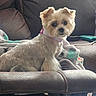 Lulu is registered to the contest to win money with this photo: blanket, collar, couch, cream_colored, cute, dog, fluffy, fur, indoor, living_room, looking_at_camera, pet, portrait, puppy, remote_control, sitting, small_dog, sofa, soft_lighting, toy