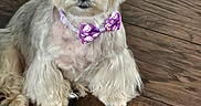 Lulu is registered to the contest to win money with this photo: adorable, bow_tie, brown_fur, collar, companion_animal, cute, dog, floor, fluffy, front_view, indoors, long_hair, pet, pet_photography, portrait, puppy, sitting, small_dog, white_fur, wooden_floor
