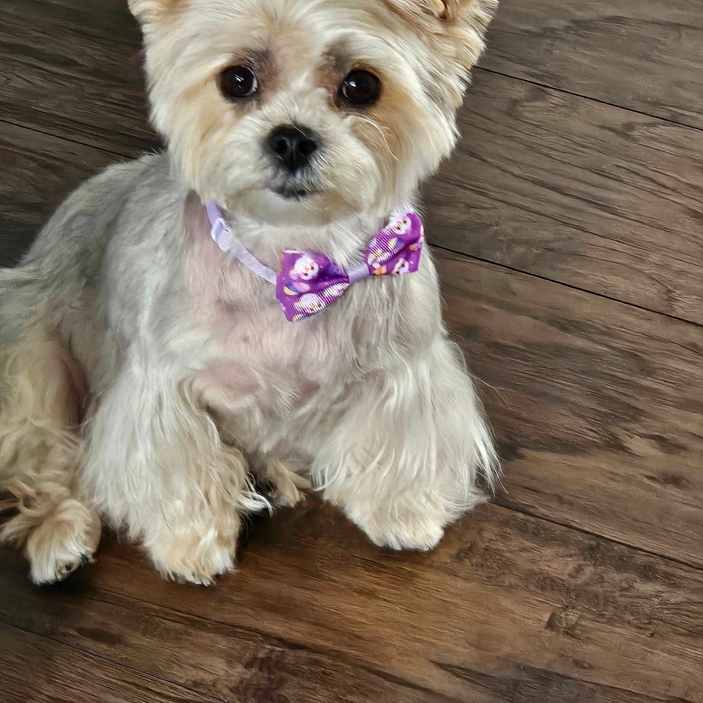 Lulu