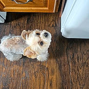 Lulu joined the competition — help win amazing prizes! curtain, cute, dog, drawer, floor, fluffy, handle, home, indoors, looking_up, pet, portrait, puppy, scruffy, slipper, small_dog, tan_fur, white_fur, wood_cabinet, wood_floor