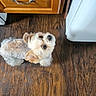 curtain, cute, dog, drawer, floor, fluffy, handle, home, indoors, looking_up, pet, portrait, puppy, scruffy, slipper, small_dog, tan_fur, white_fur, wood_cabinet, wood_floor