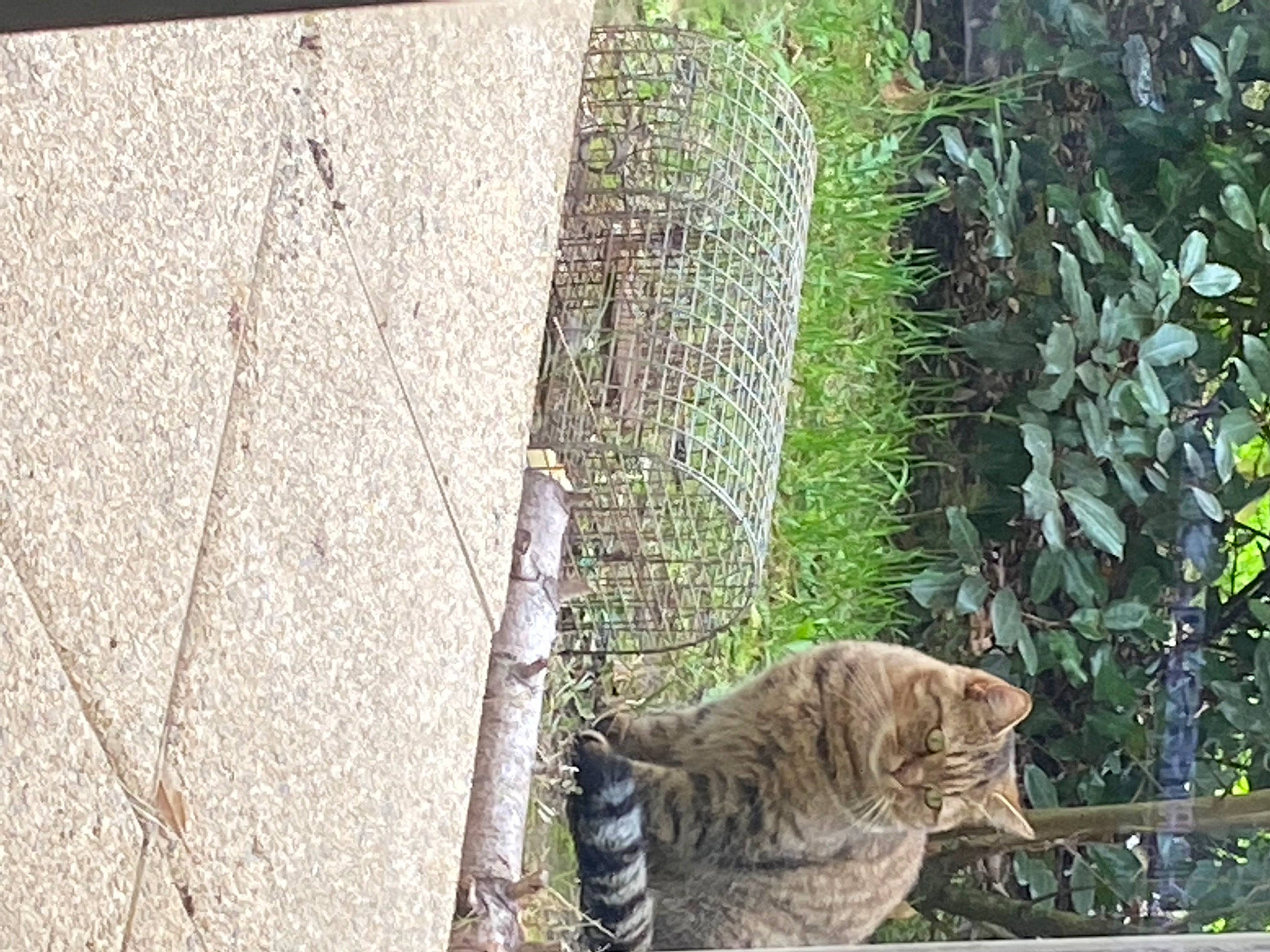 Punky a rejoint le concours — aidez-le/la à gagner de superbes lots ! big_cats, brick, carnivore, cat, domestic_short_haired_cat, fawn, felidae, grass, groundcover, plant, road_surface, sidewalk, small_to_medium_sized_cats, snout, tail, terrestrial_animal, tree, trunk, whiskers, wood