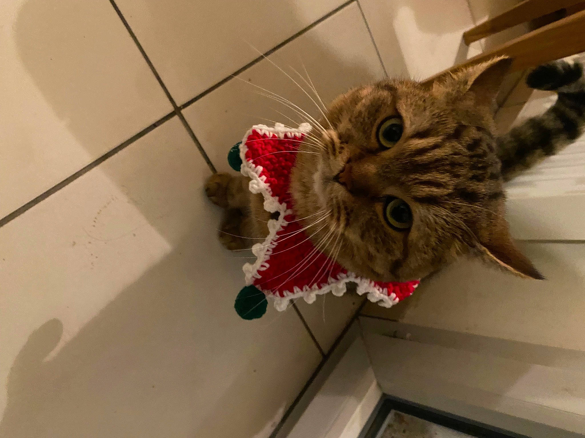 Punky a rejoint le concours — aidez-le/la à gagner de superbes lots ! carnivore, cat, claw, domestic_short_haired_cat, felidae, floor, flooring, flowerpot, fur, houseplant, paw, plant, room, small_to_medium_sized_cats, snout, tail, tile, whiskers, wood