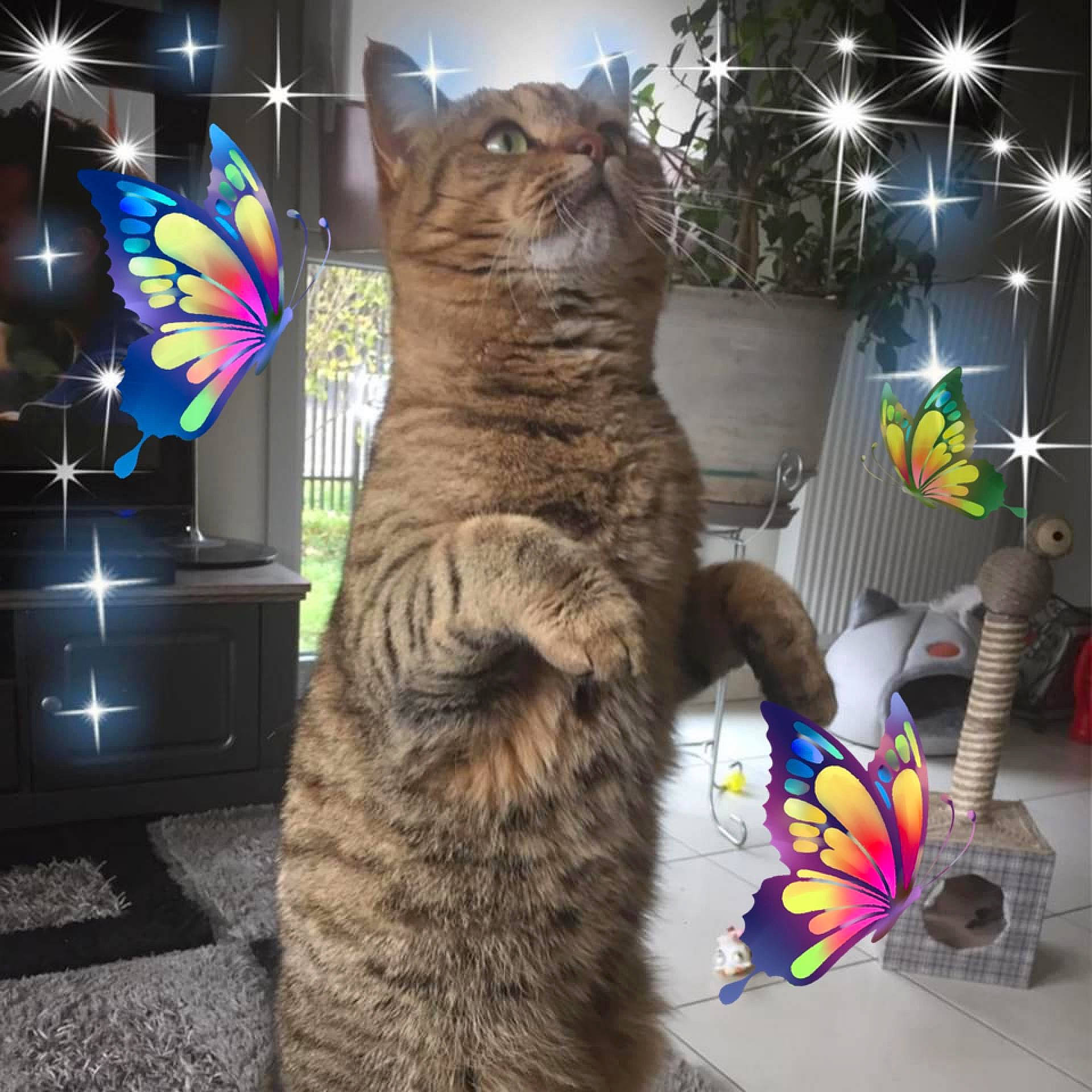 Punky a rejoint le concours — aidez-le/la à gagner de superbes lots ! carnivore, cat, display_device, domestic_short_haired_cat, event, felidae, fur, metal, night, paw, photo_caption, small_to_medium_sized_cats, snout, tail, terrestrial_animal, toy, tree, visual_arts, whiskers, wildlife