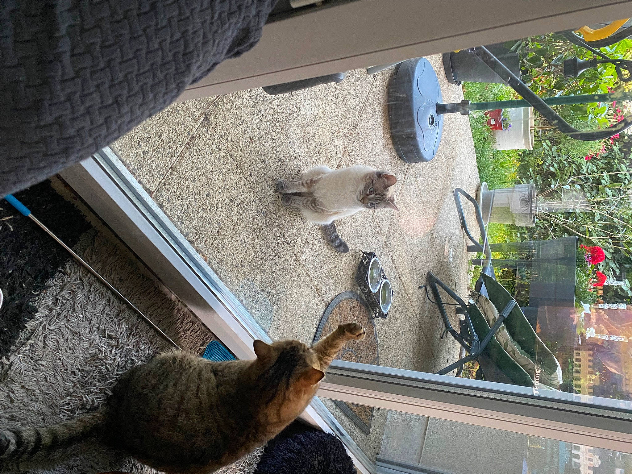 Punky participe au concours pour gagner de l'argent avec cette photo : automotive_tire, building, cat, felidae, flooring, flowerpot, glass, hardwood, house, houseplant, plant, room, small_to_medium_sized_cats, snapshot, tail, tire, tree, wheel, window, wood